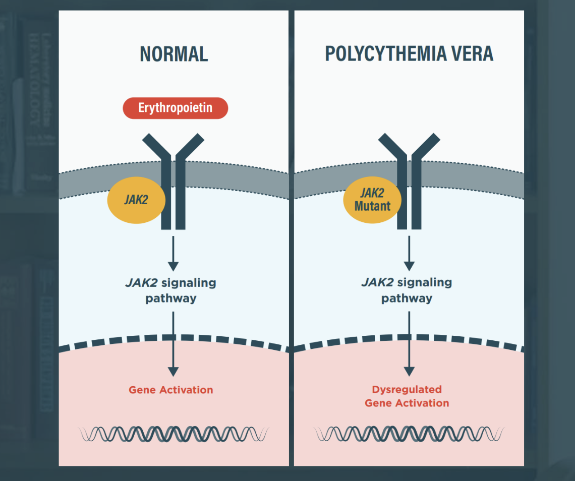 BESREMi (ropeginterferon alfa-2b) as a Treatment Option for Low- and ...