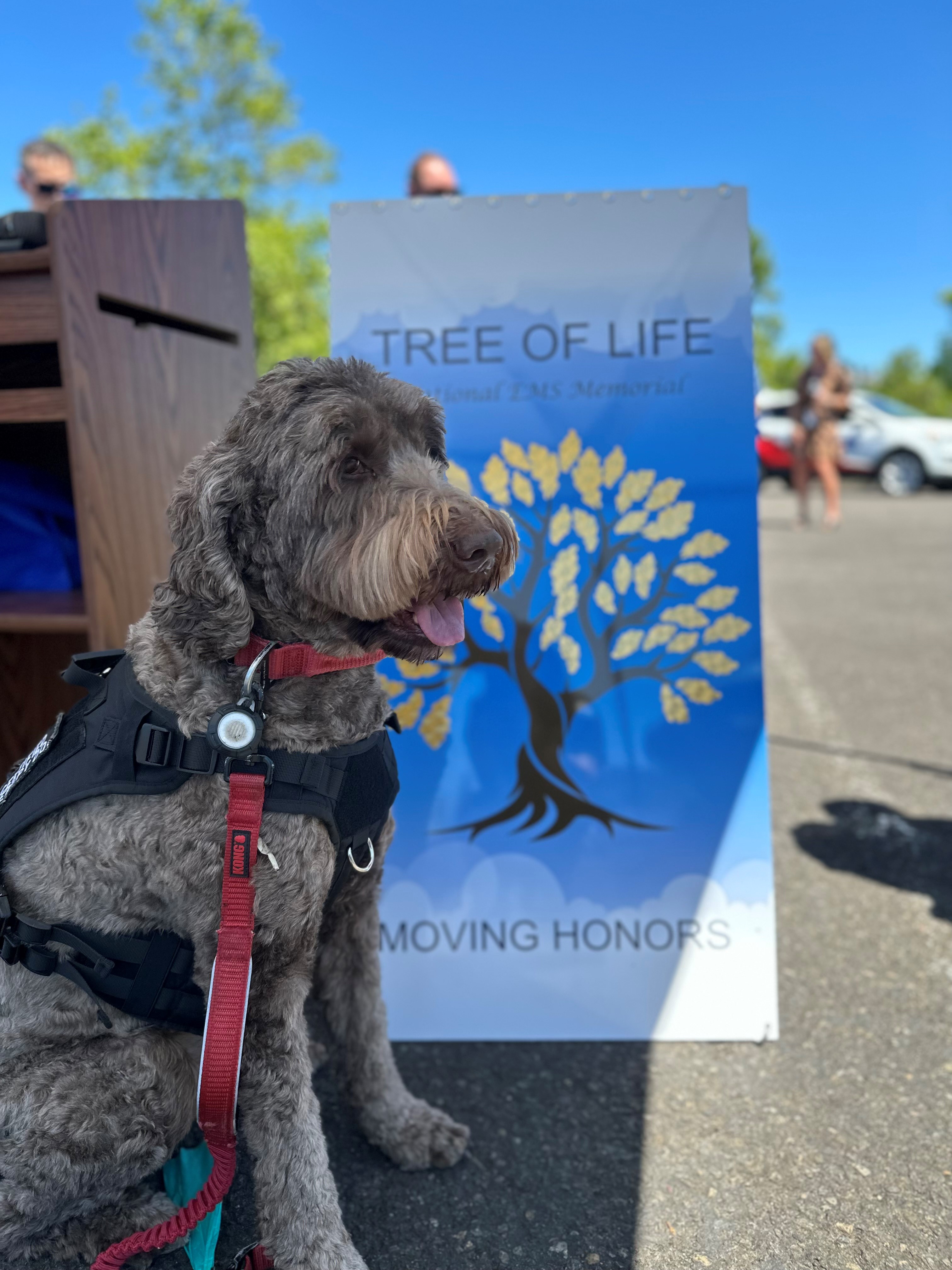 Therapy Dog Apollo