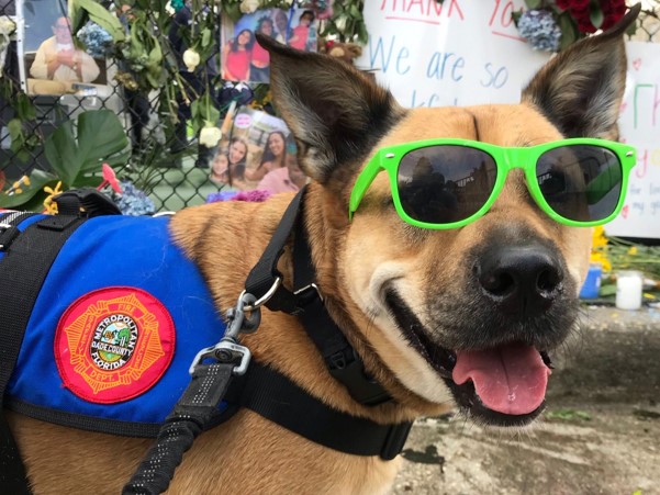 Bowser at the Surfside collapse 