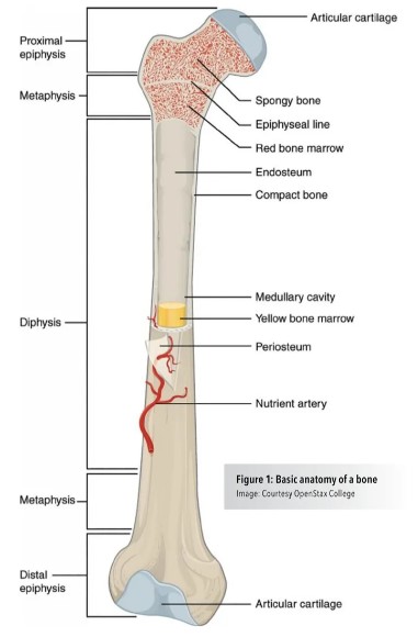 Figure 1: Basic anatomy of a bone (Image: Courtesy OpenStax College) 