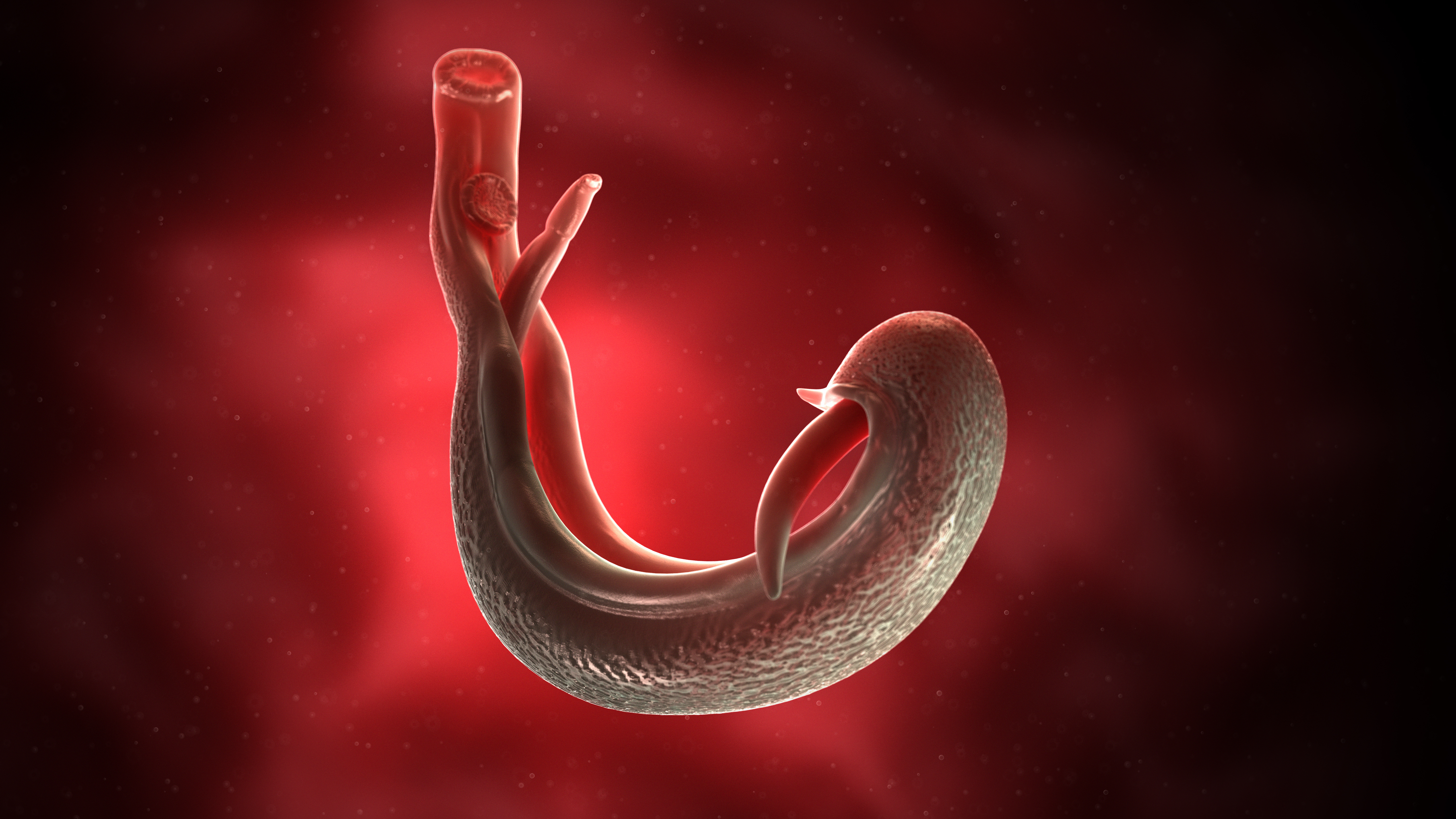 Insect Bladder The Fever Files: What’s a Bladder With You?
