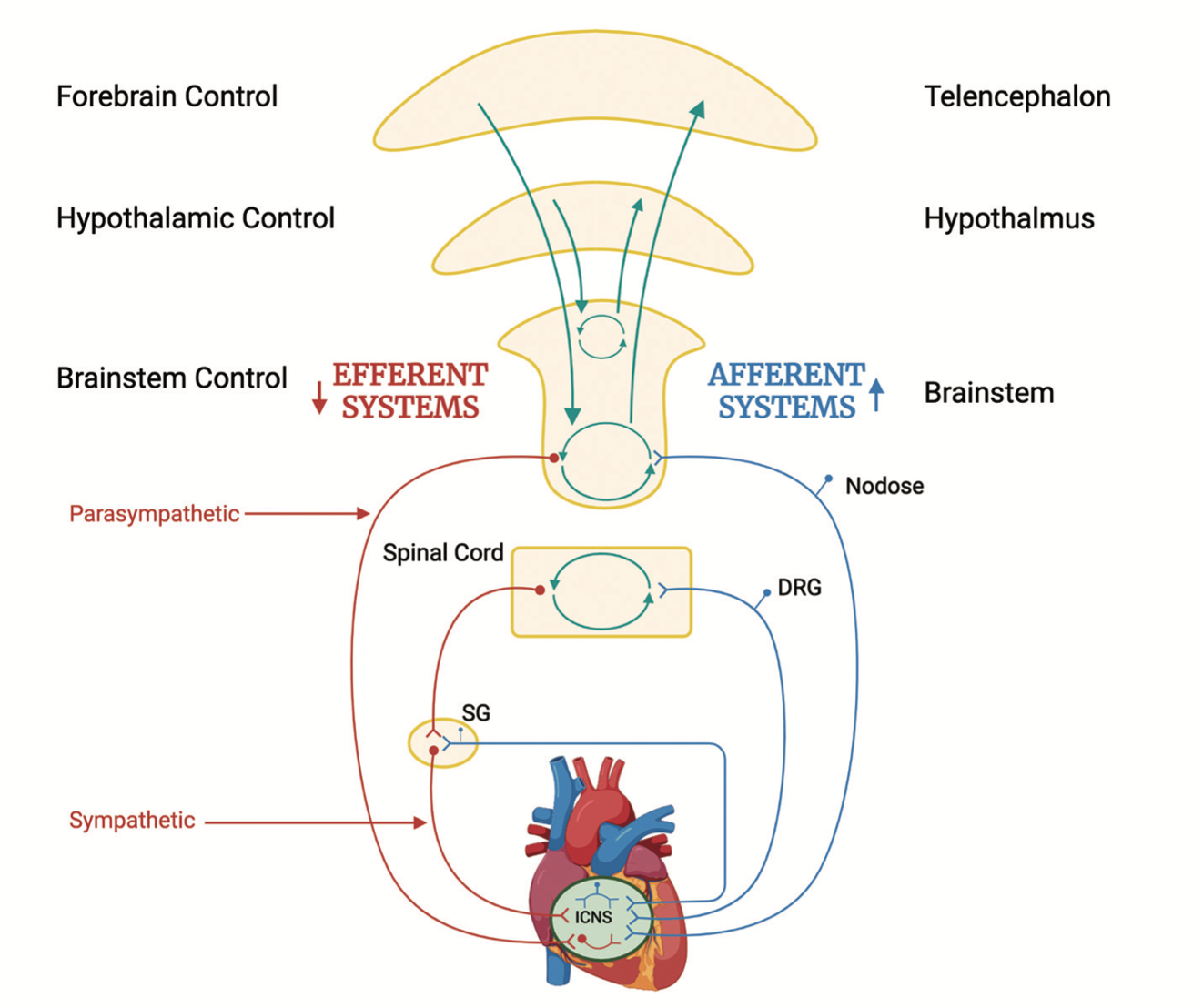 Ajijola Neuromodulation Figure 1