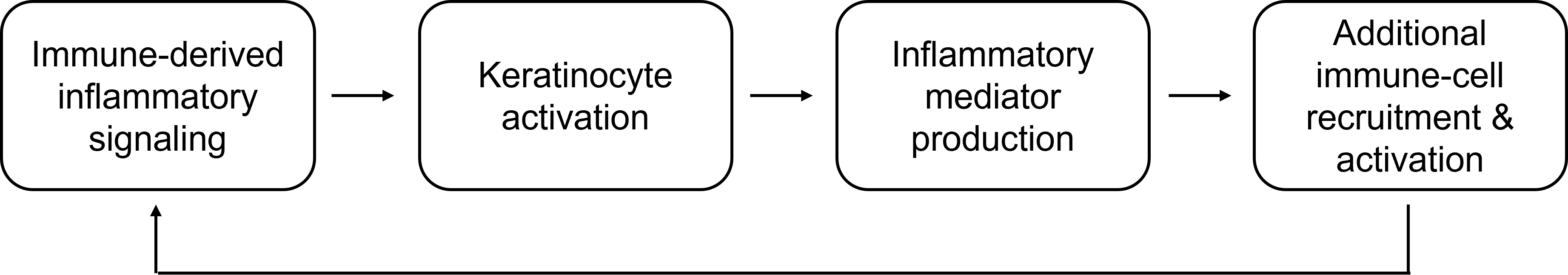 Steps of the psoriasis inflammatory cycle 