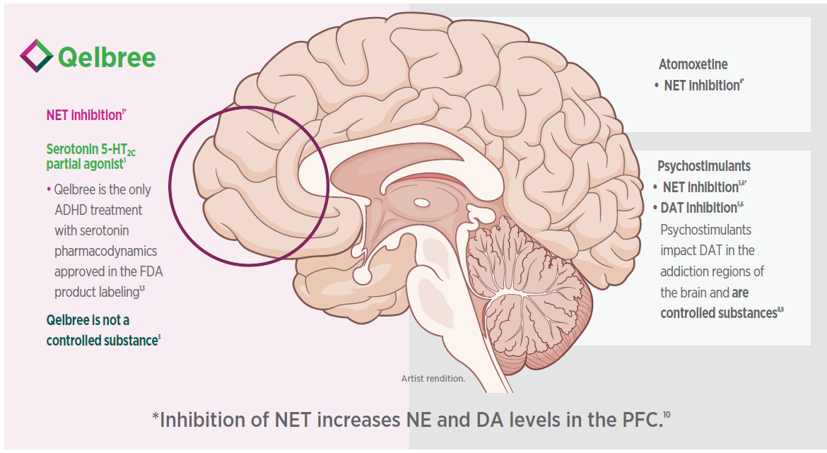 Artist rendition of human brain showing Inhibition of NET increases NE and DA levels in the pre-frontal cortex