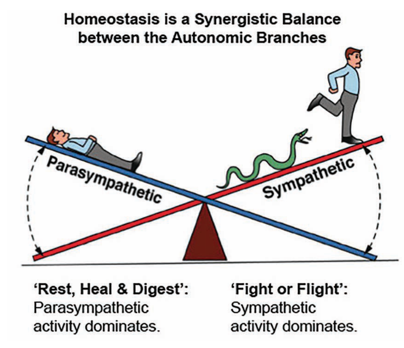 Economides Barostim System Figure 5