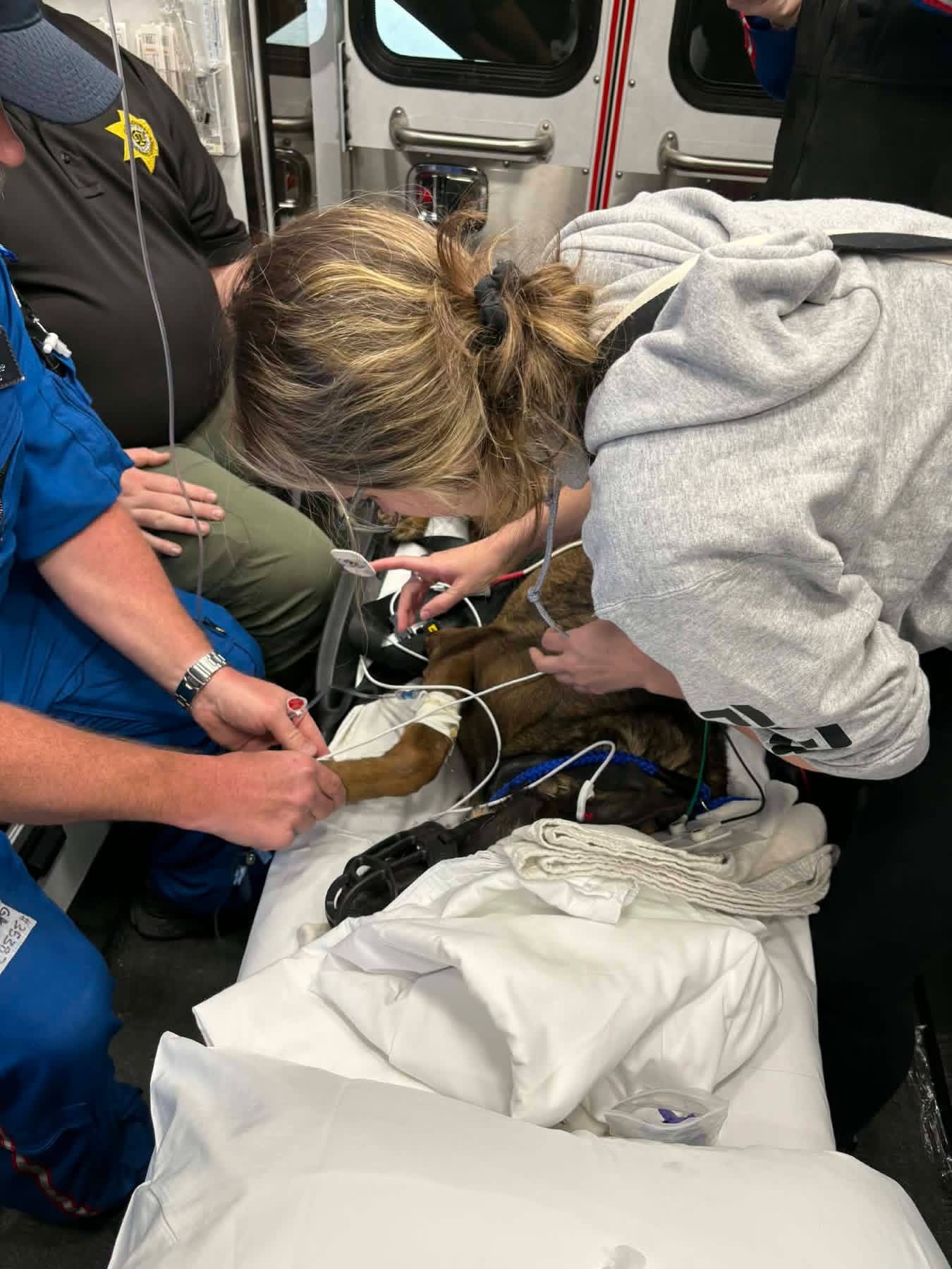 Placing EKG electrodes on the pads of the K-9's feet 