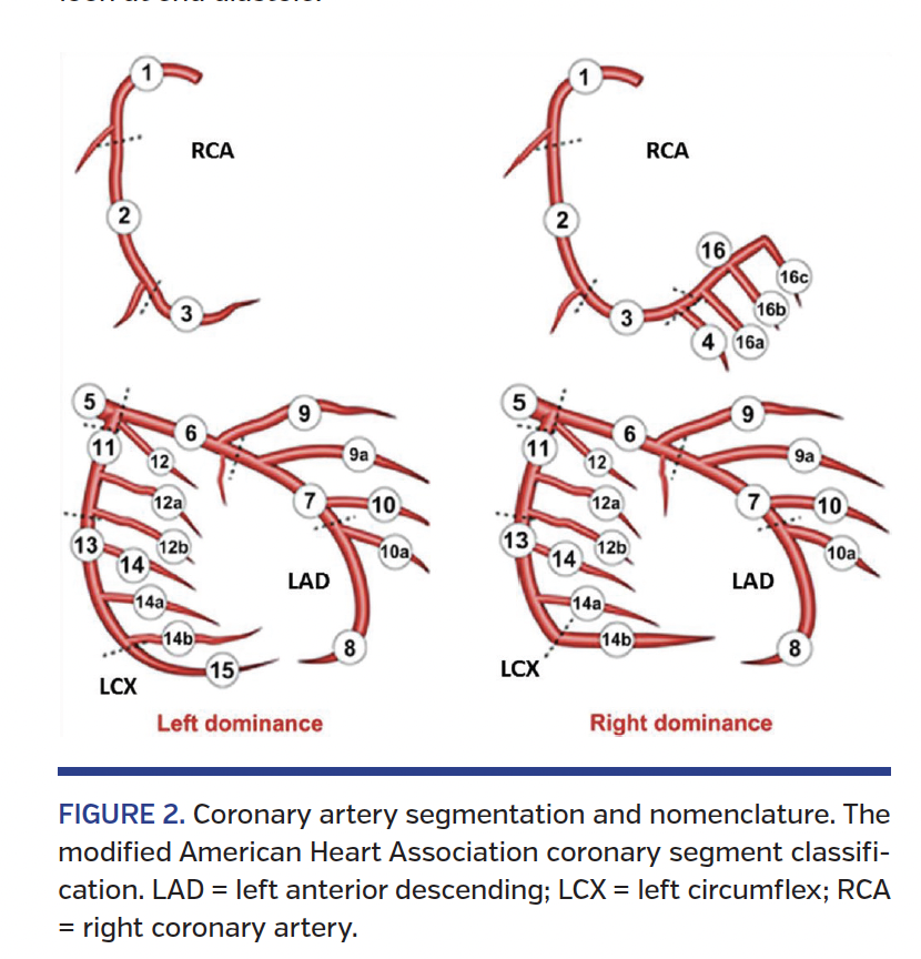 FIGURE 2. Coronary artery segmentation.png