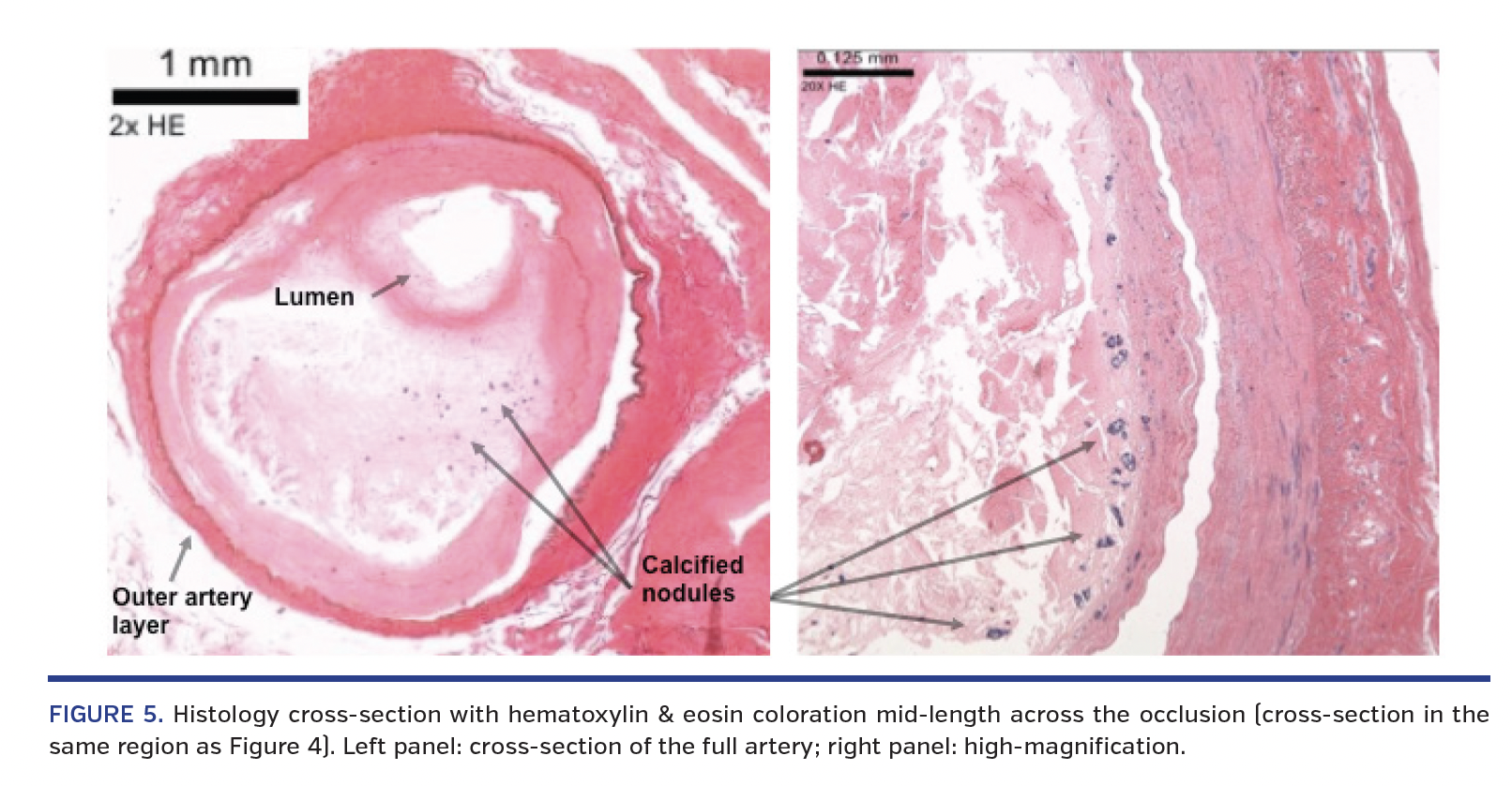 FIGURE 5. Histology.png
