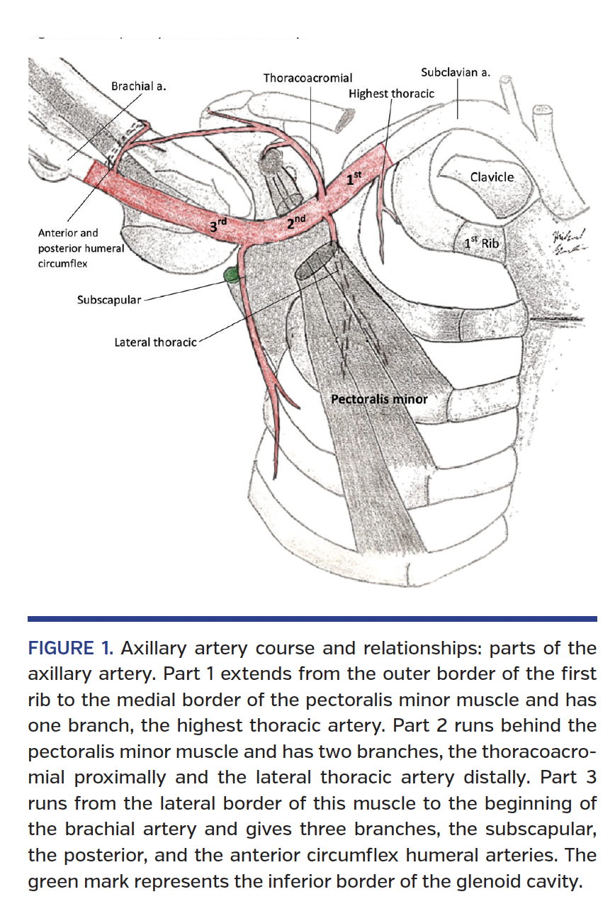 FIGURE 1. Axillary artery course and relationships: parts of the axillary artery.