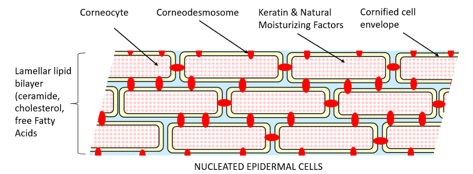 Barrier Functions of the Skin