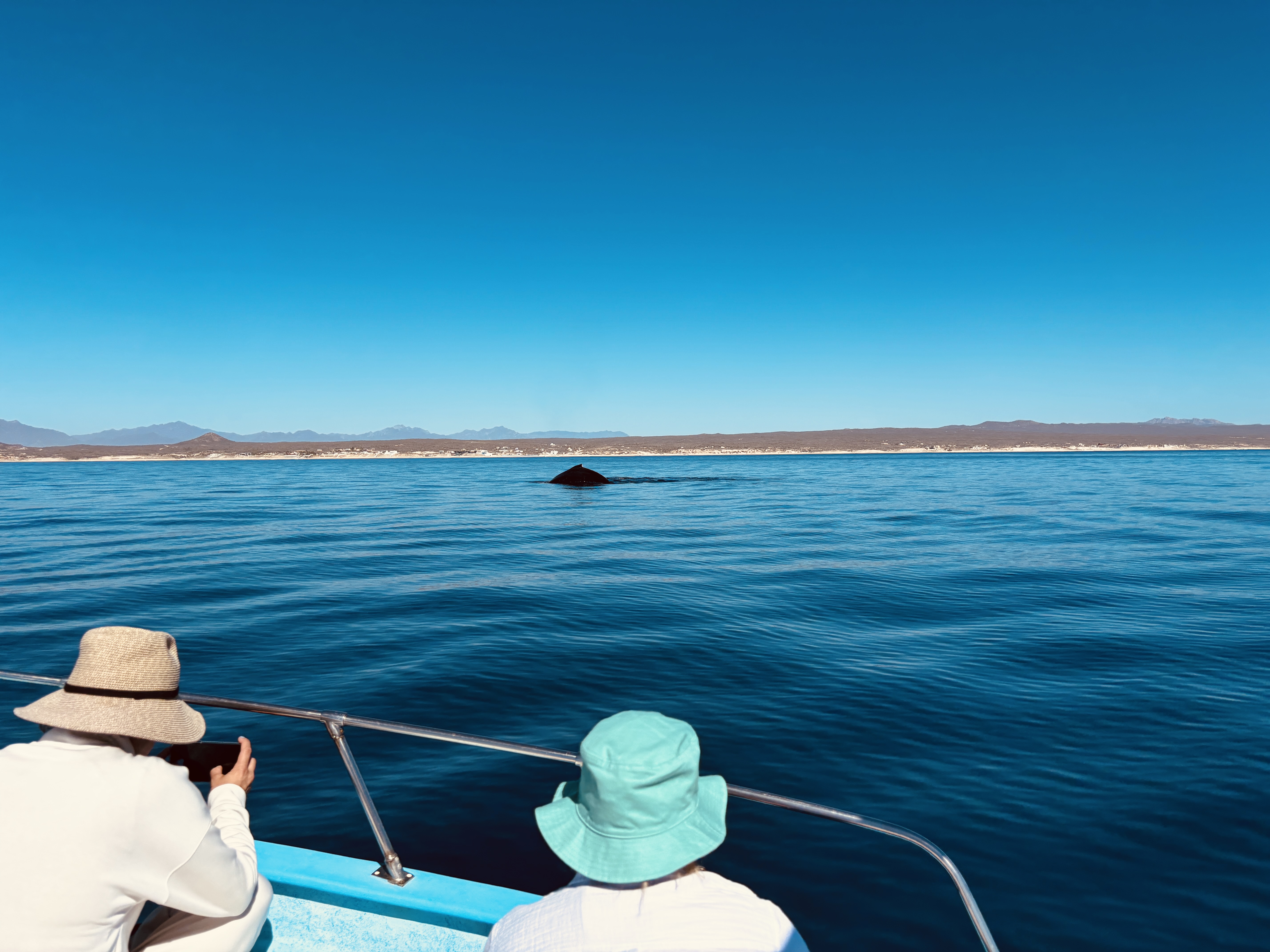 Whale watching