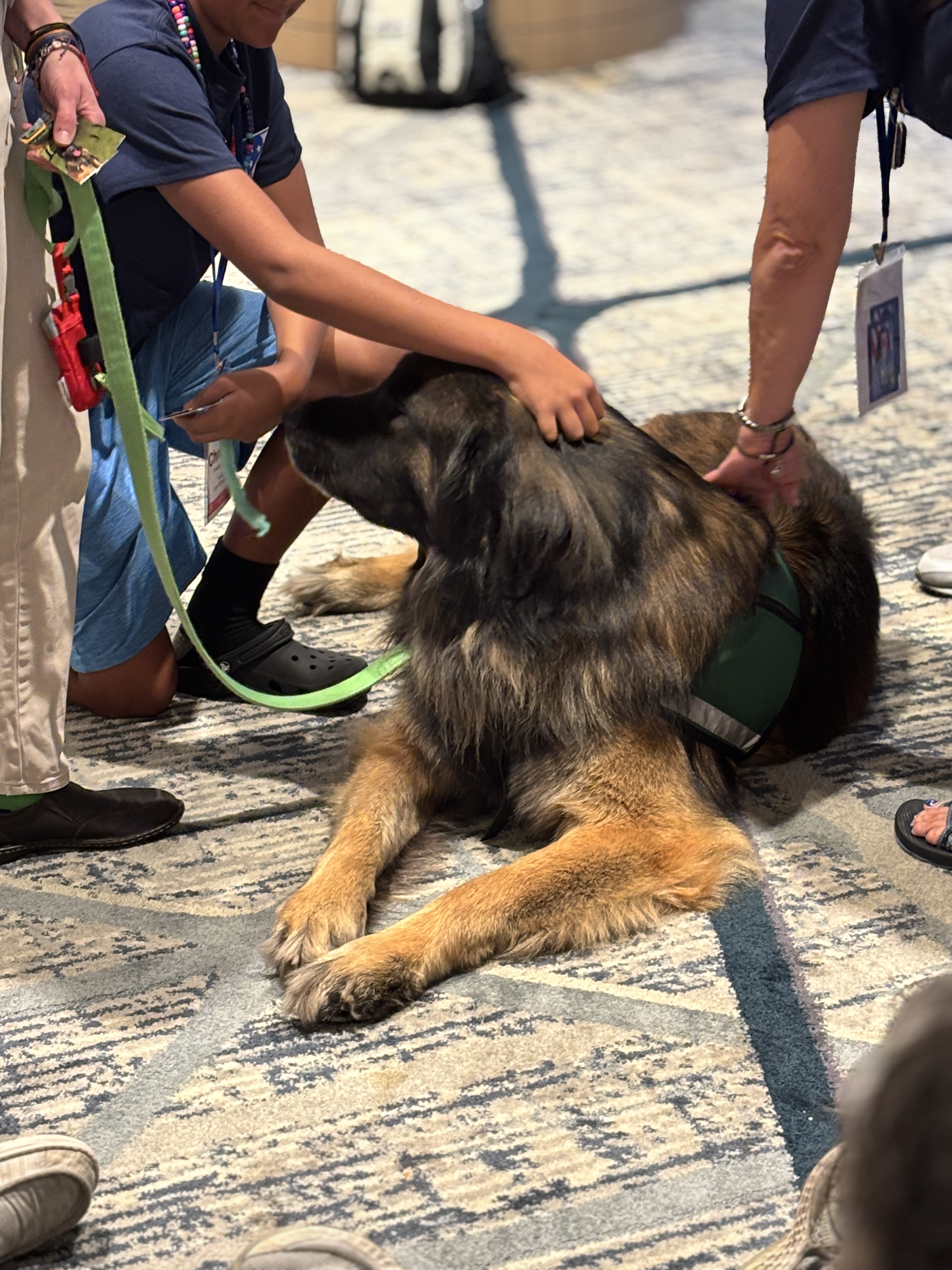 Therapy Dogs