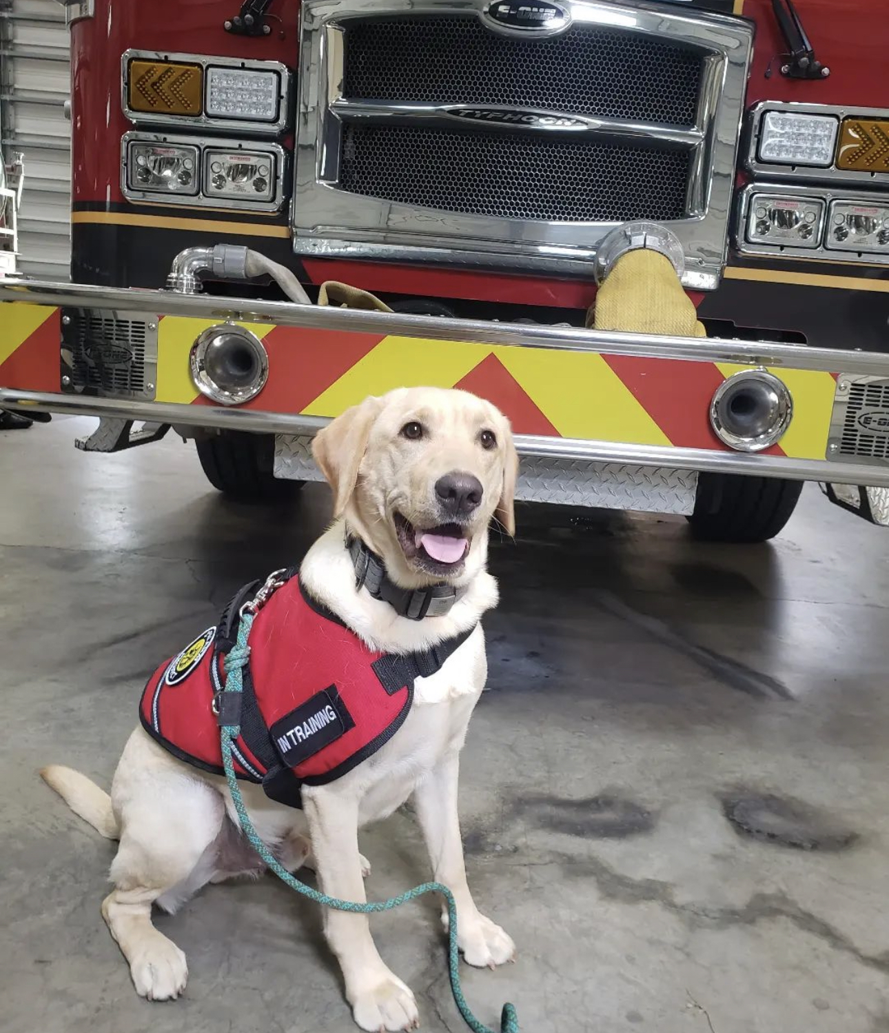 Finn, Peer Support K9 Credit: Lt Sean Casey