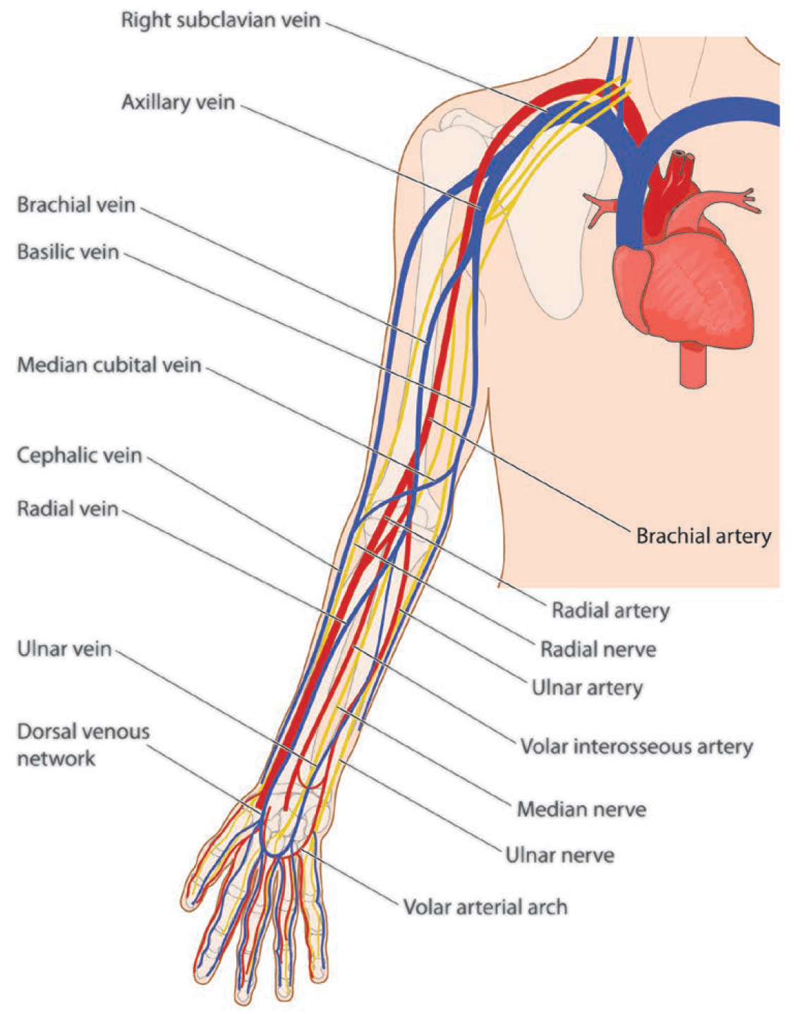 Veins of the arm