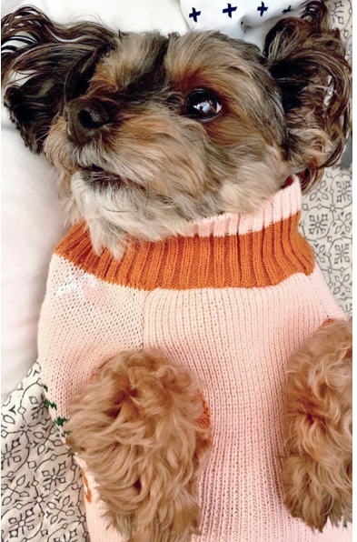 Murphy was the first patient to have the transcatheter edge-to-edge mitral valve repair (TEER) procedure at the University of Illinois.