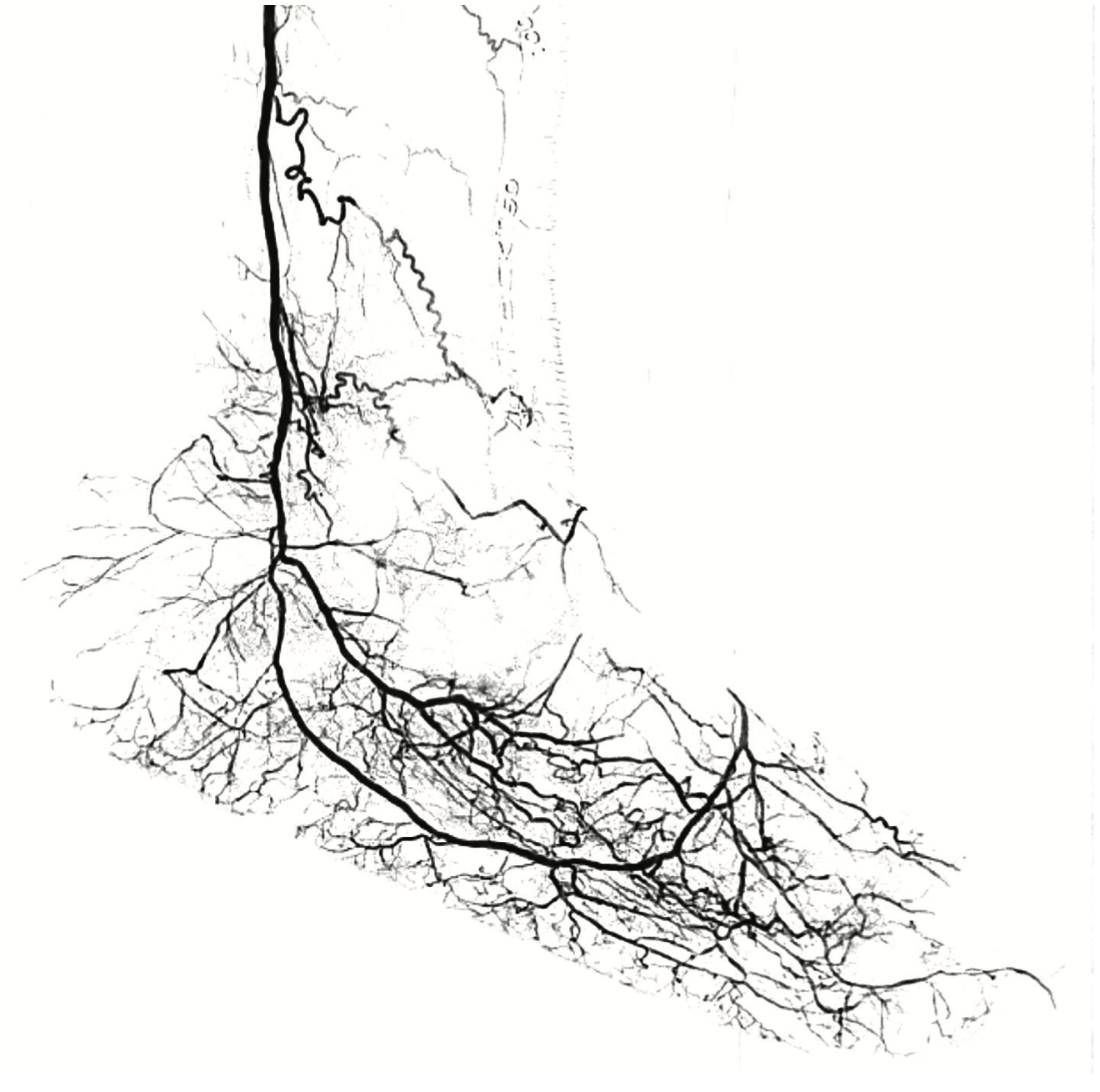 Mustapha Plantar Circulation Figure 8