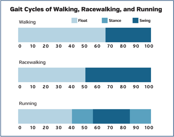 Gait Cycles of Walking, Racewalking, and Running