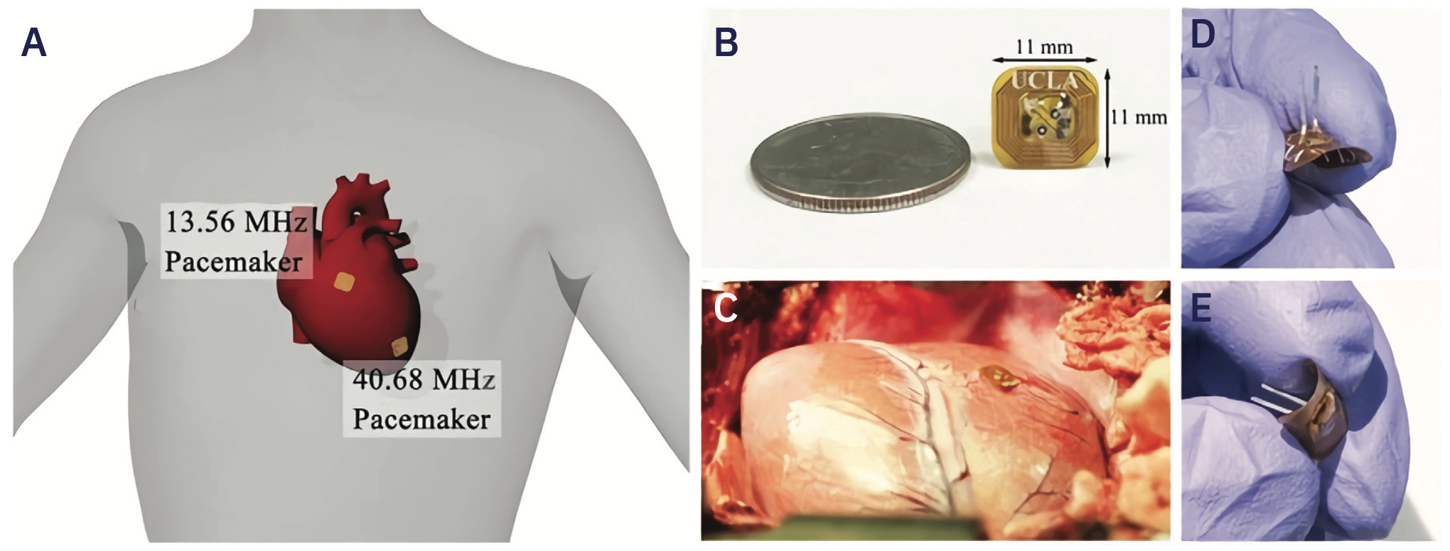 Safavi-Naeini Electrophysiology Figure 4