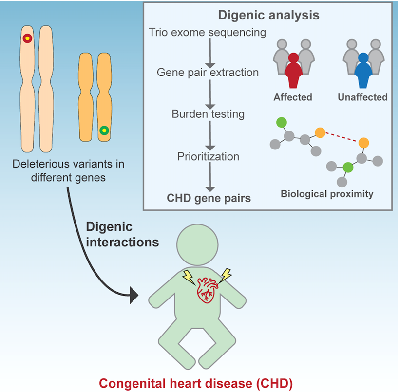 chd