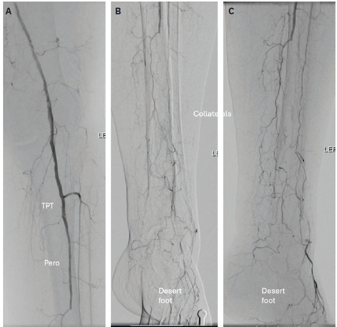 Shishehbor - Fig 2 - Aug 2024
