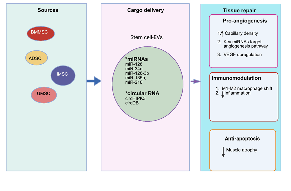 Figure 2. Mechanism of stem cell–derived extracellular vesicles in the treatment of chronic limb-threatening ischemia.