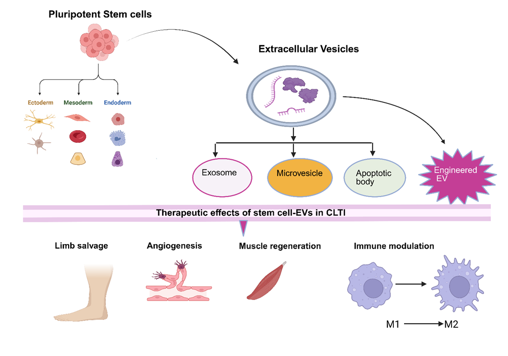 Figure 1. Therapeutic effects of stem cell–derived extracellular vesicles. 