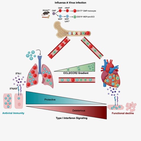 Graphical abstract summarizing the key findings of the paper. The authors found that severe influenza damages the heart by exploiting a specific immune cells and engaging a type-I interferon response. The authors also show that therapeutic silencing of the response mitigates heart damage.