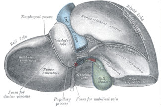 Liver drawing