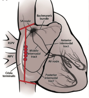 Lakkireddy SUSRUTA-IST thumbnail