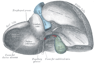 Line drawing of liver