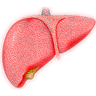 liver