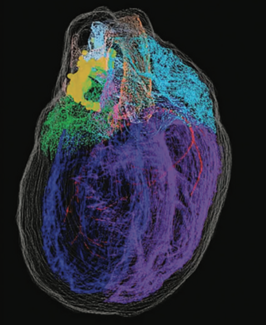 News Heart Neurons TN