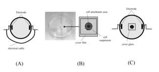 Figure 1. Diagram of electrical stimulation. (A) An electrical cable was connected to both electrodes to remove electric charge. (B) Cover glasses with 60 µm-wide grooves were used, and a cell suspension was seeded on each cover glass. (C) The covering film was removed 24 hours after cell seeding, and the dish was filled with culture medium. Electrodes were set at both sides of the dish.