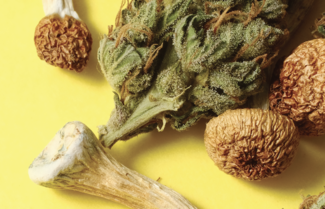 Sep/Oct Cover story image_Psychedelics & Cannabis