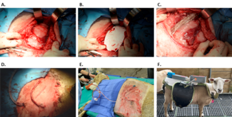Figure 3. Representative images of the ovine external abdominal oblique model. 