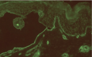 dermatologist board review