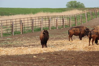 Avel eCare Telemedicine Saves Man Gored By Bison