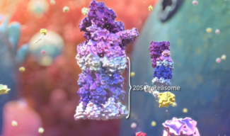 20S Proteasome