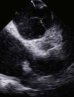 Weisman - Fig 1 - Oct 2024