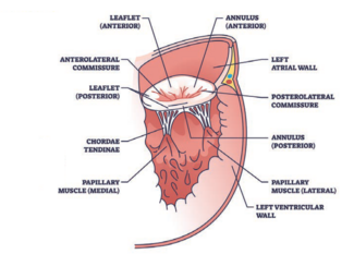 VanAssche - Fig - CLD Jan 2025