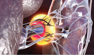 Kaki Paradise uRDN CLD Mar 2025