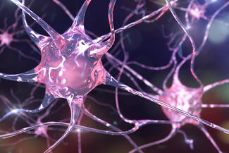 Neurons in the brain