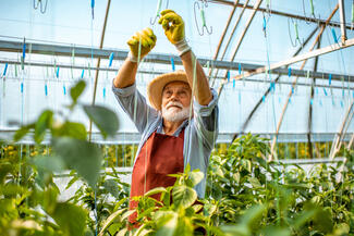 older man gardening