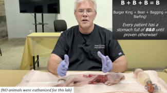 Whether from crying and swallowing air, or from bagging and forcing air into the lungs and stomach, big bellies and breathing are a really bad combo.