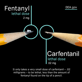 Fentanyl v carfentanil
