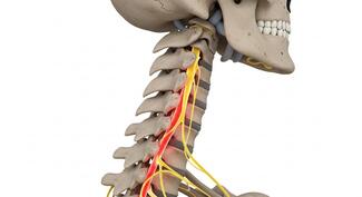 Cranial Nerves in the Neck
