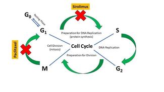 Figure. Cell cycle and mechanism of action of paclitaxel and sirolimus.