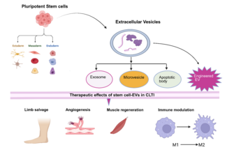 Figure 1. Therapeutic effects of stem cell–derived extracellular vesicles. 