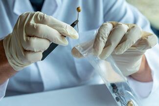 A clinician in the lab pulls a psilocybin mushroom from a bag using tweezers major depressive disorder mdd treatment