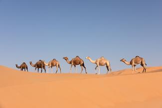 Heard of dromedary camels in the desert.